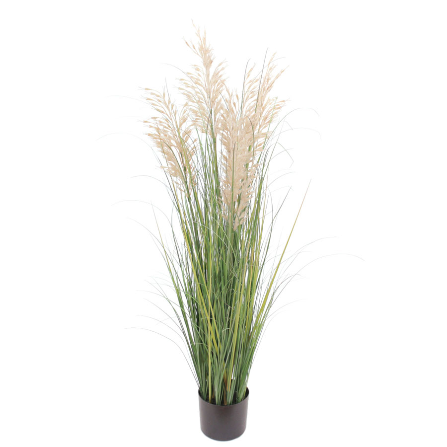 MISCANTHUS PLANT