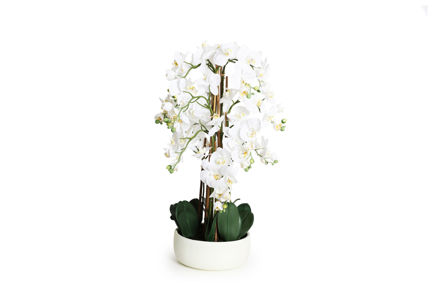 ORCHID PLANT