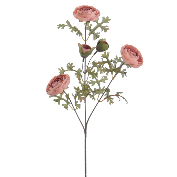 RANANCULUS BRANCH