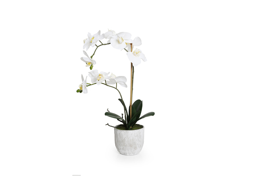 ORCHID PLANT
