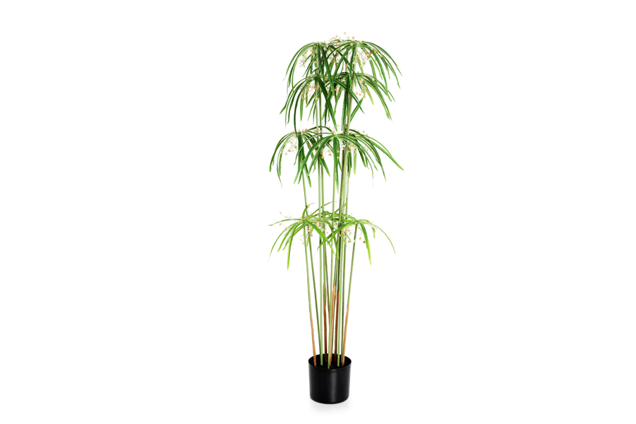 LEAVES PLANT-2 Sizes