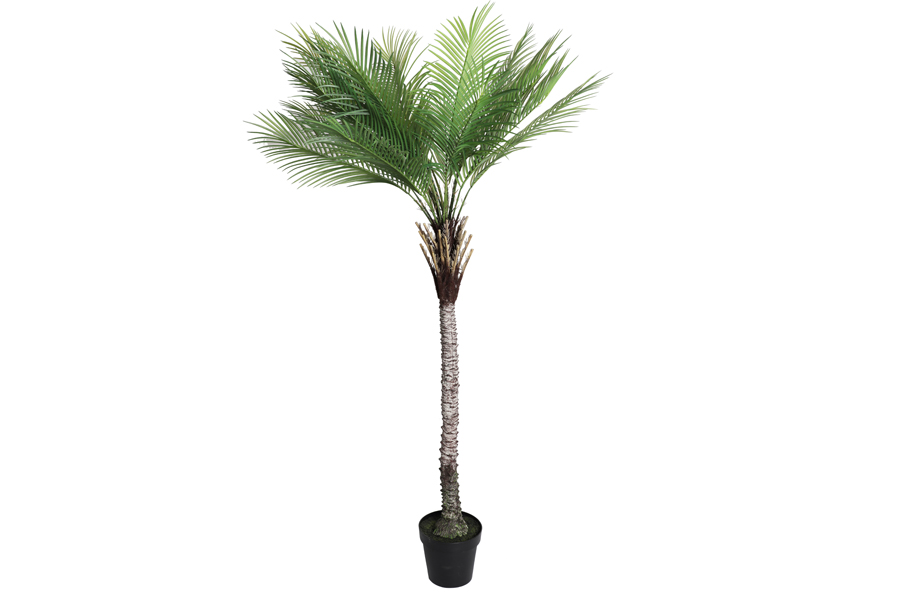 FERN PLANT-2 Sizes