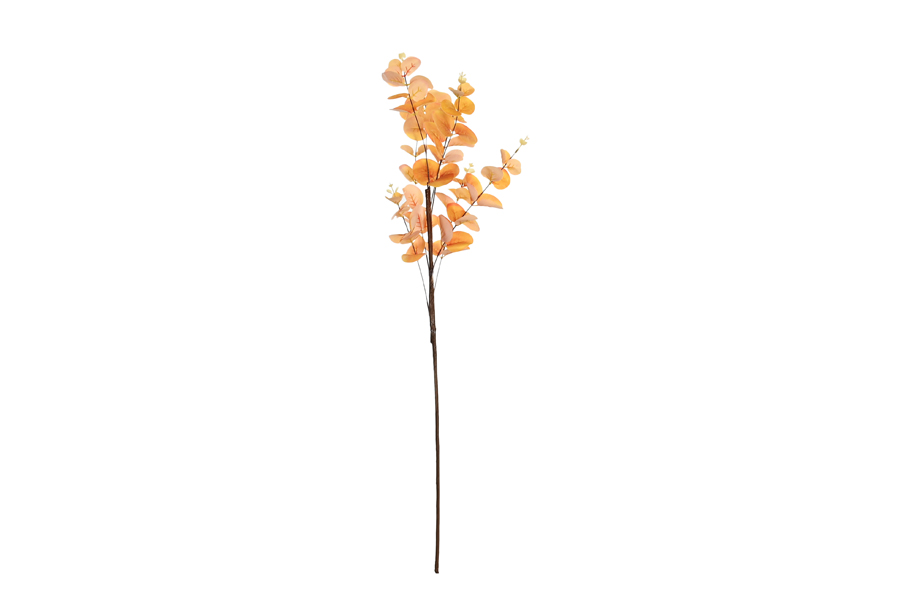 EUCALYPTUS BRANCH