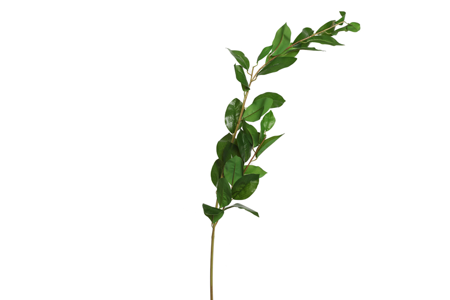 LEAVES BRANCH
