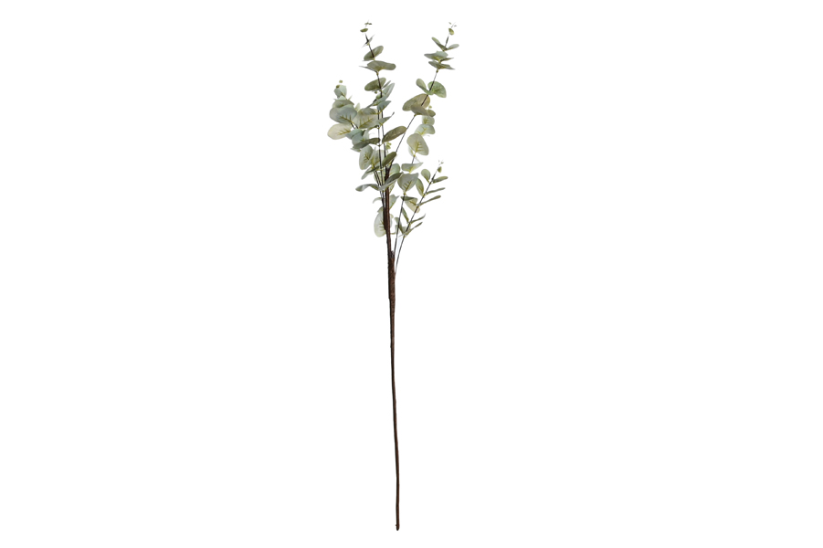 EUCALYPTUS BRANCH