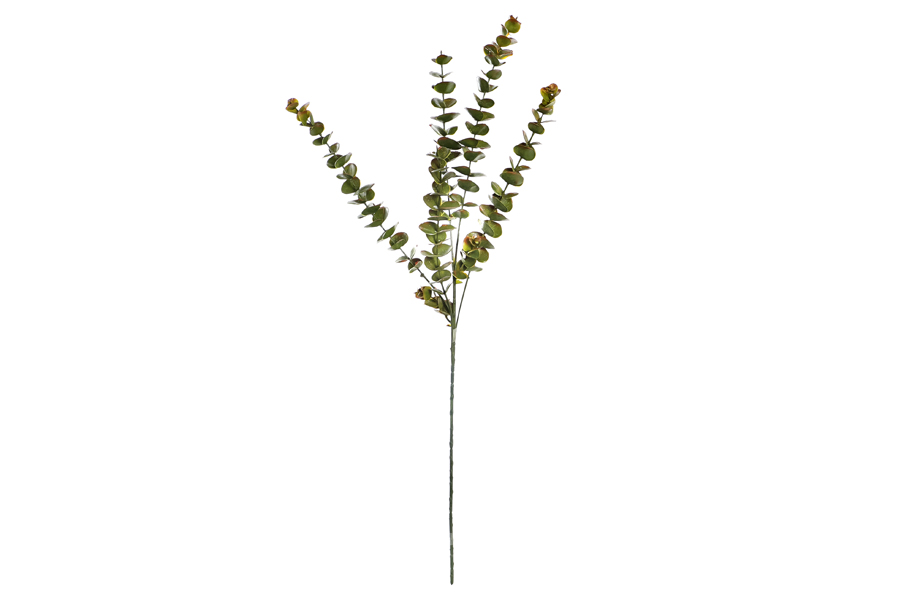 EUCALYPTUS BRANCH
