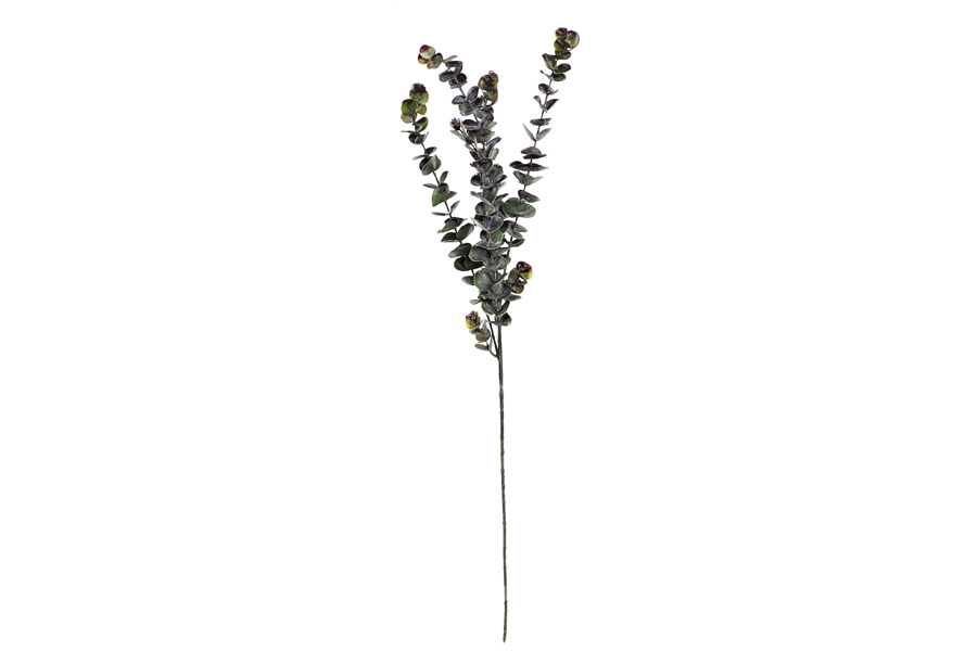EUCALYPTUS BRANCH