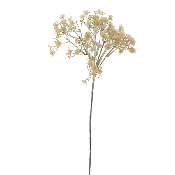 GYPSOPHILA STEM