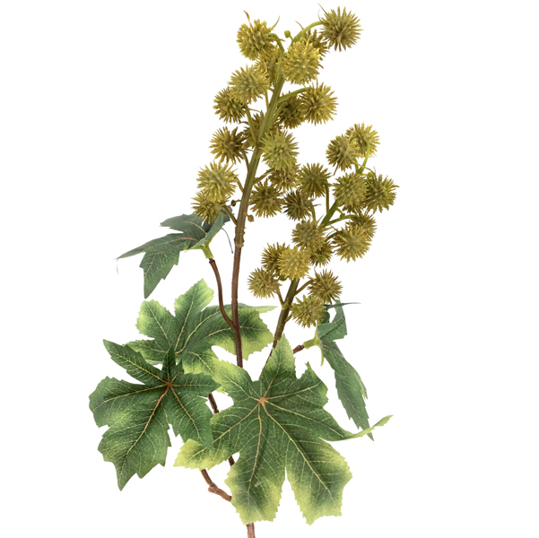 RICINUS BRANCH