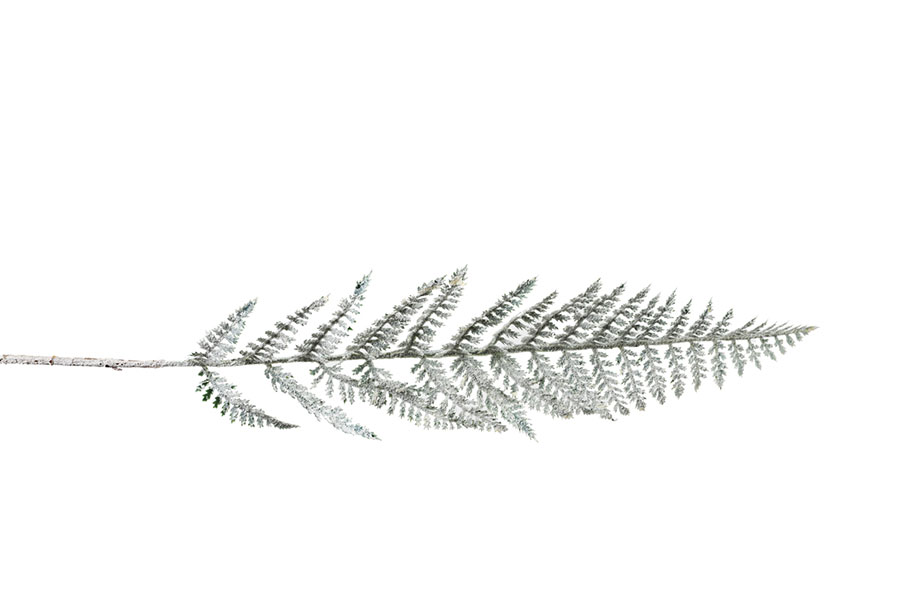 FERN BRANCH