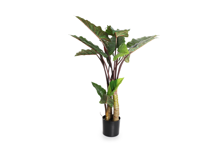 LEAVES PLANT