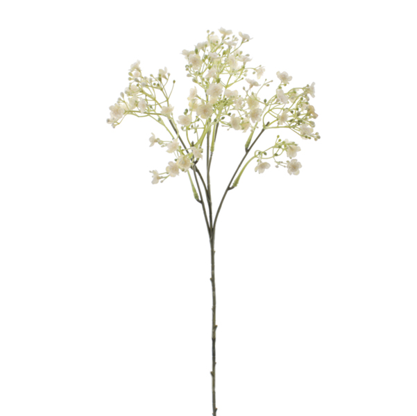 GYPSOPHILA STEM