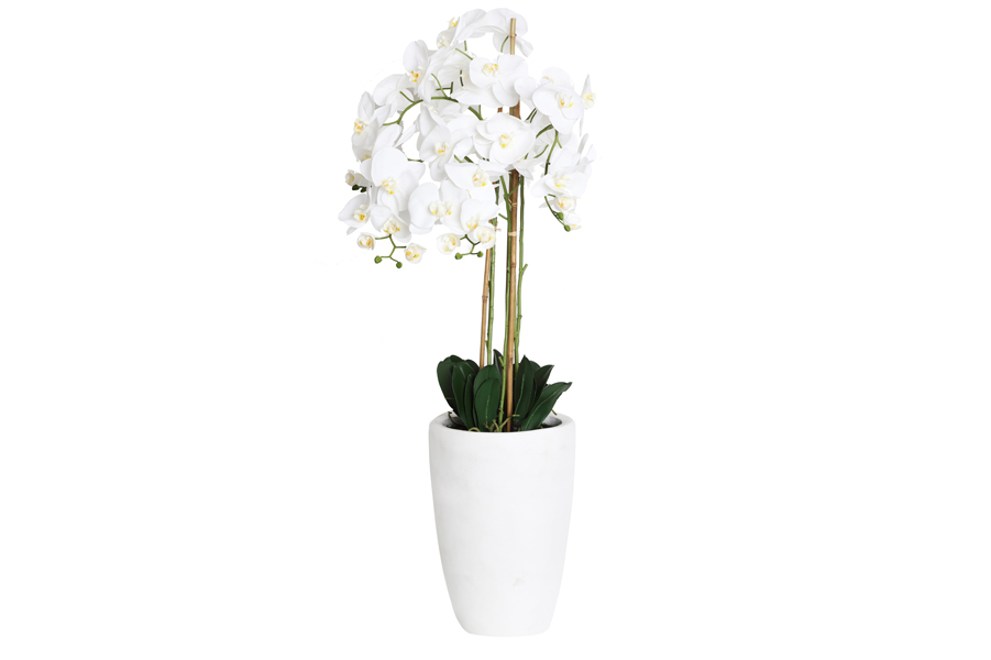 ORCHID PLANT