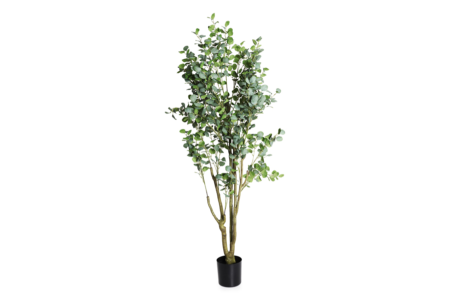 EUCALYPTUS TREE