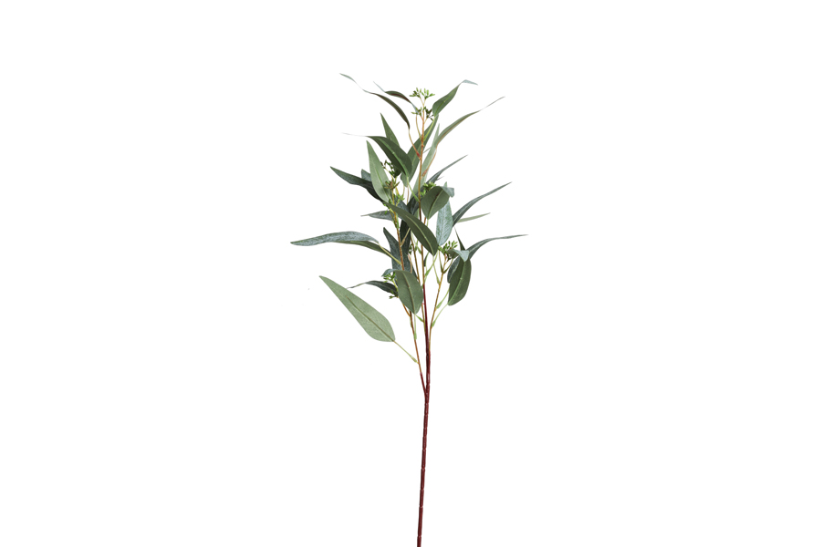 LEAVES BUDS