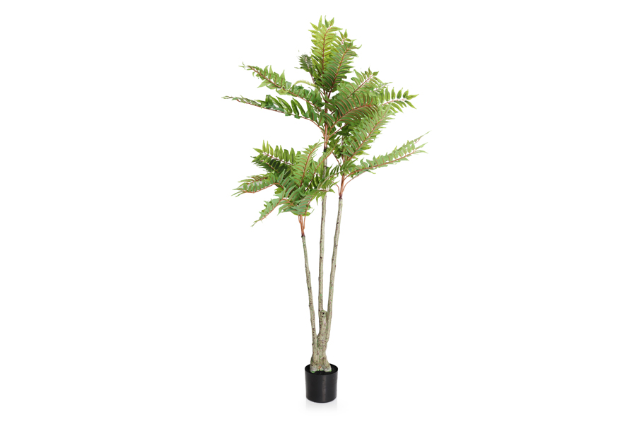MAHOGANY LEAVES PLAN