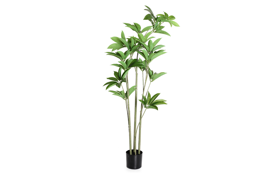 LEAVES PLANT