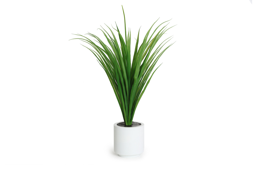YUCCA PLANT