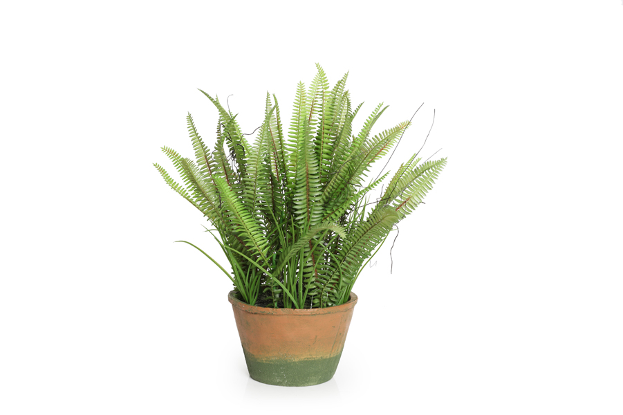 FERN PLANT