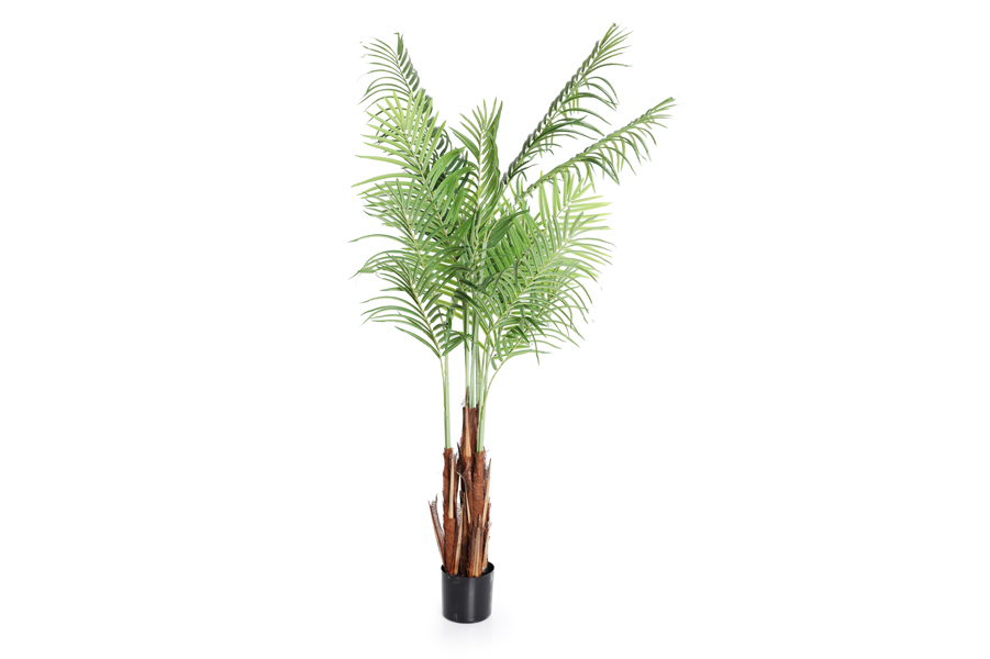ARECAS PLANT