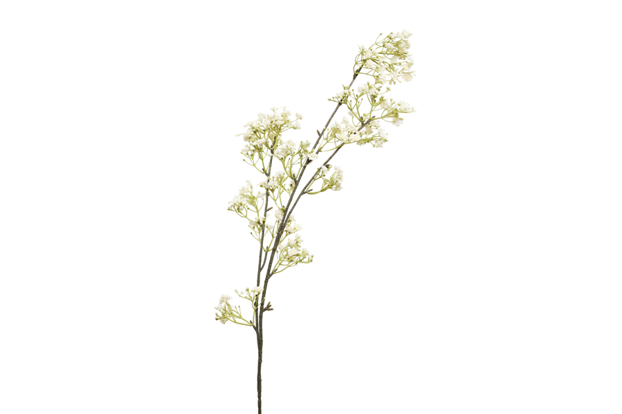 GYPSOPHILA BRANCH