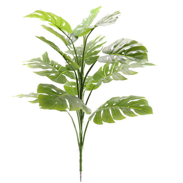 MONSTREA PLANT