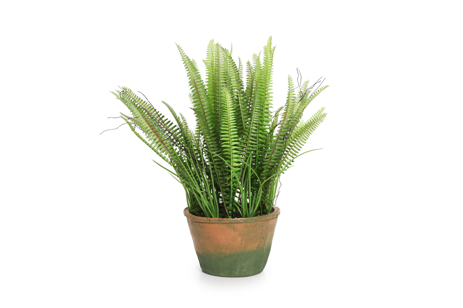 FERN PLANT