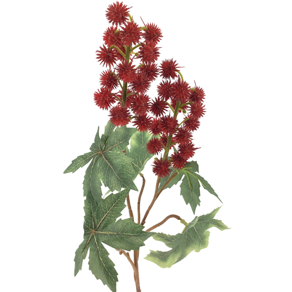 RICINUS FLOWERS