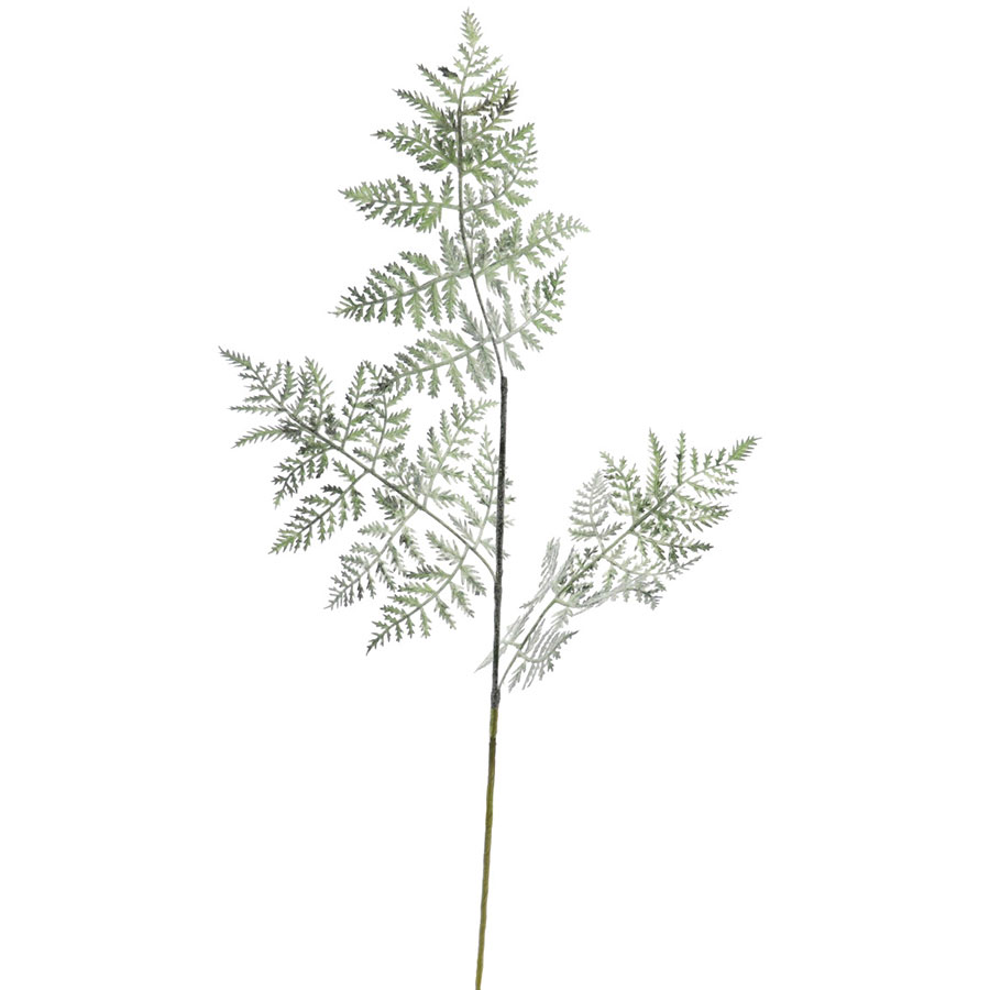 ASPARAGUS LEAVES