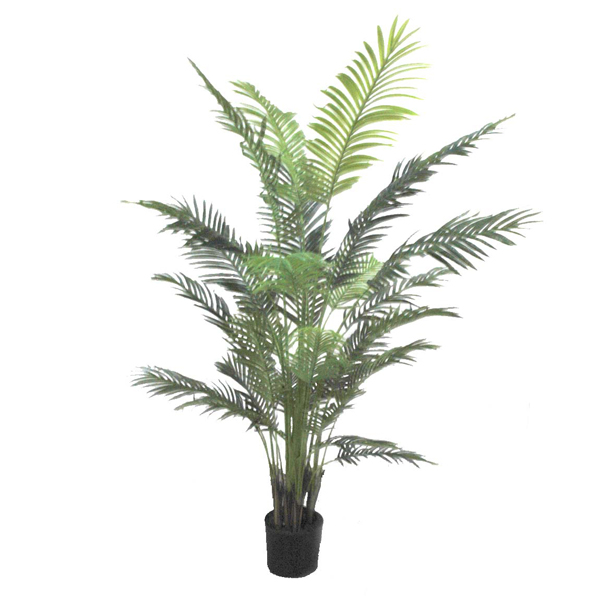 ARECA PLANT