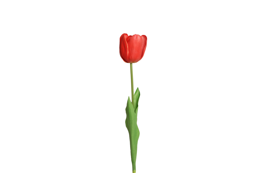 TULIP BRANCH