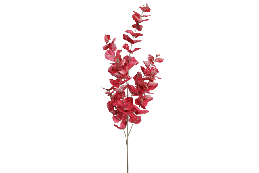 EUCALYPTUS BRANCH