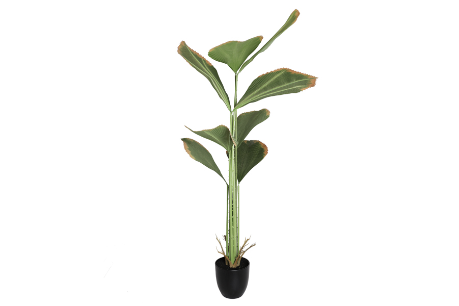 FAN-LEAVES PLANT