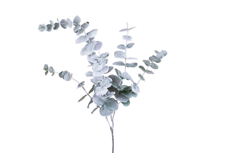 EUCALYPTUS BRANCH