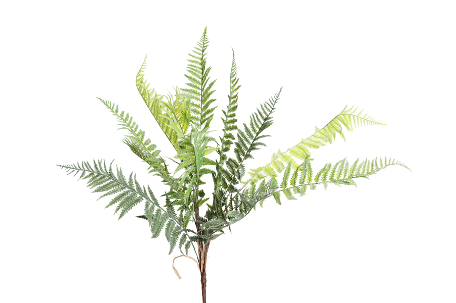 FERN BTANCH
