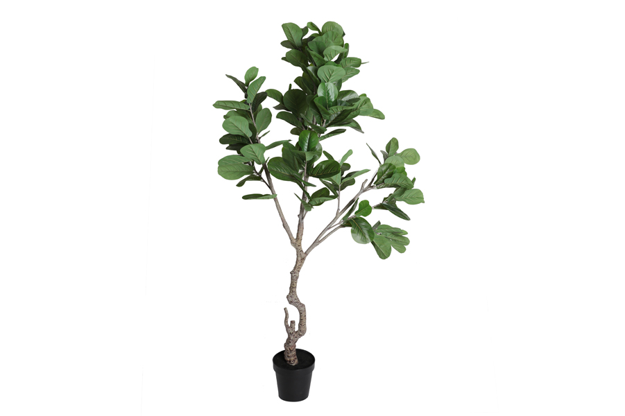 FICUS PLANT