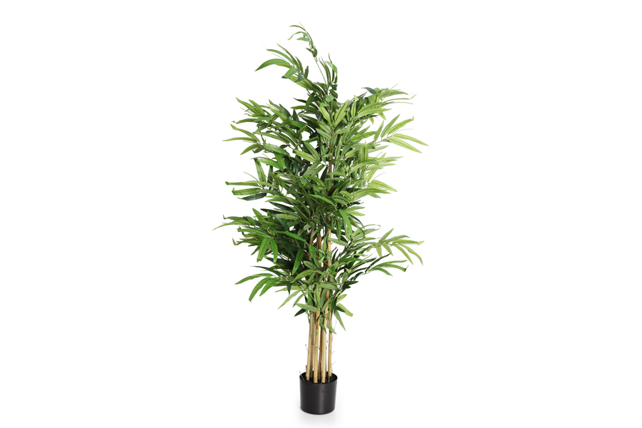 BAMBOO PLANT-2 Sizes