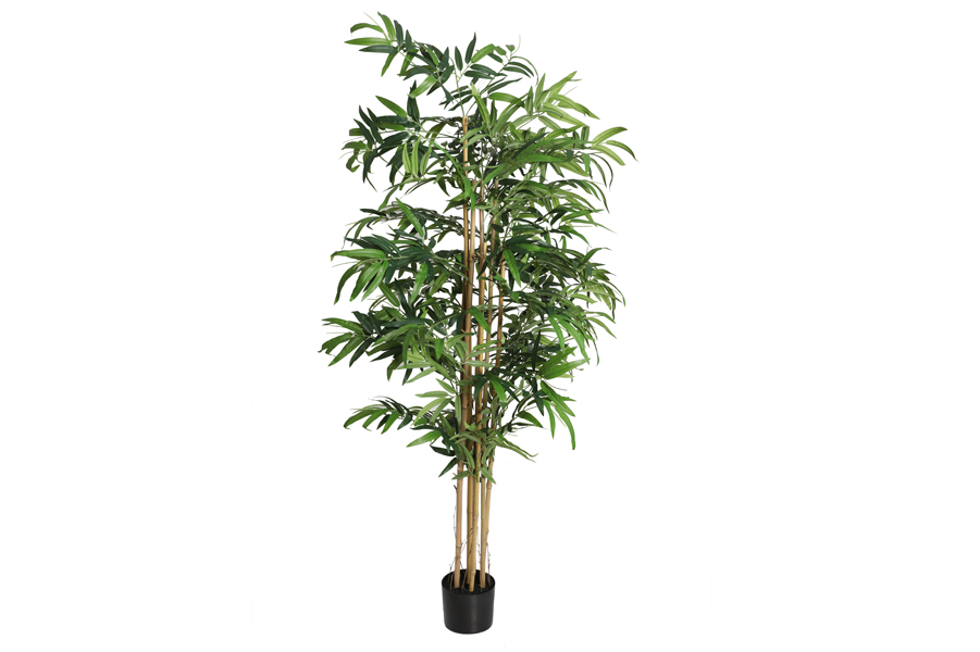 EUCALYPTUS PLANT