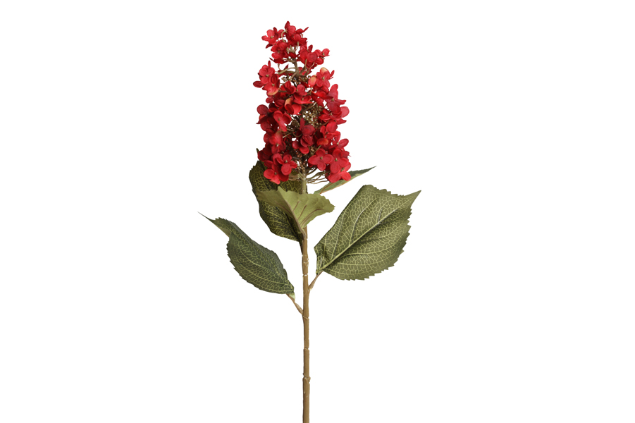 HORTENSIA BRANCH